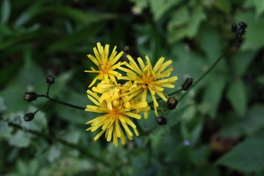 Crepis paludosa (L.) Moench ?<br/>Munții Retezat, Valea Lăpușnicul Mare, 18 Jul 2009 © Adrian Schlesinger - public domain (<a href=https://creativecommons.org/publicdomain/zero/1.0/ target=_blank>CC0 1.0</a>)